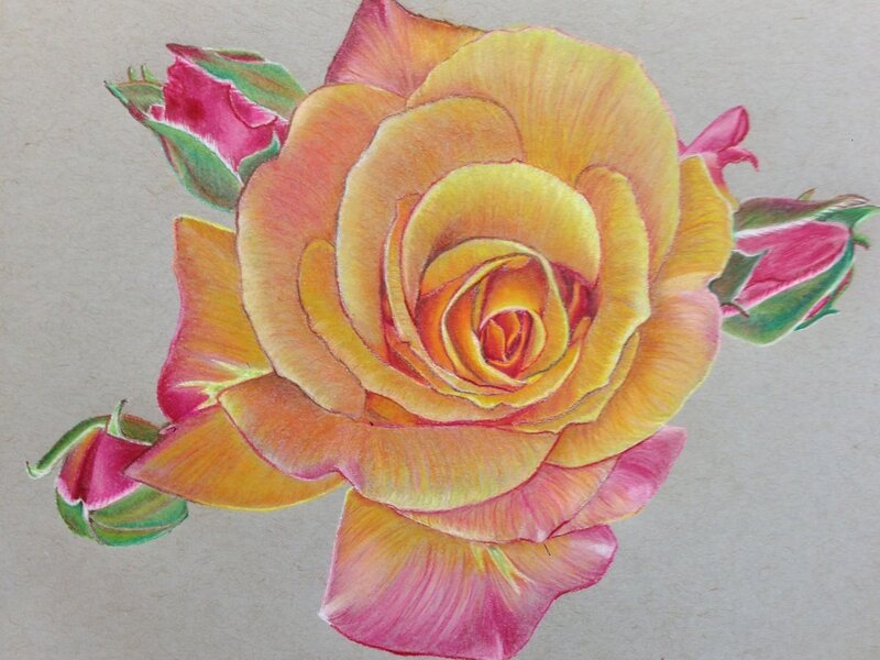Rose with Buds