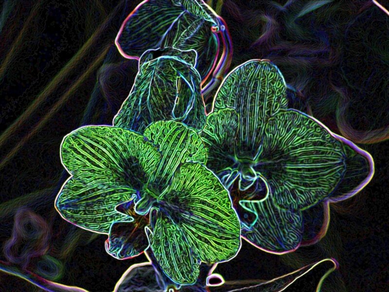 Night Bloom