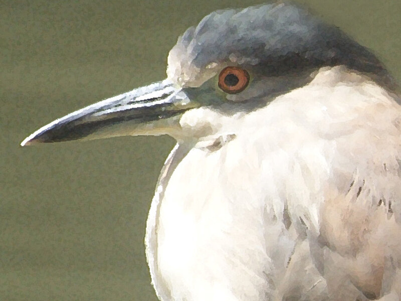 Night Heron