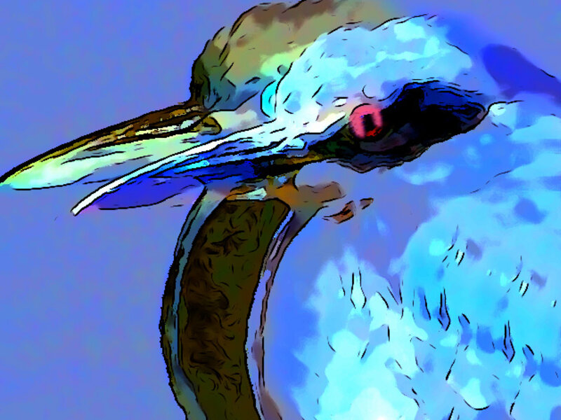 Night Heron 3