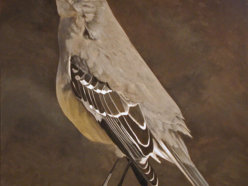 northern mockingbird