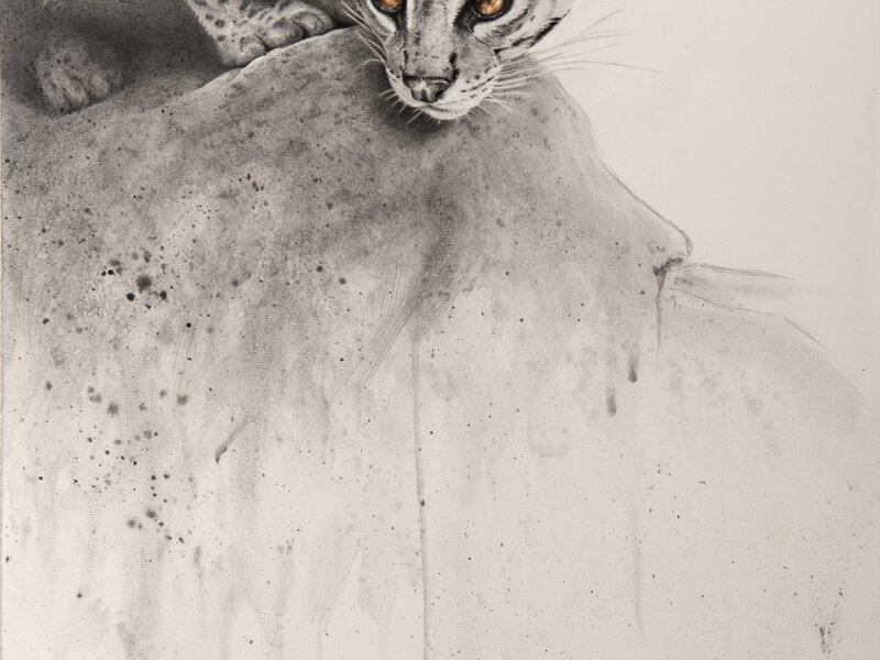 Silent Stare
