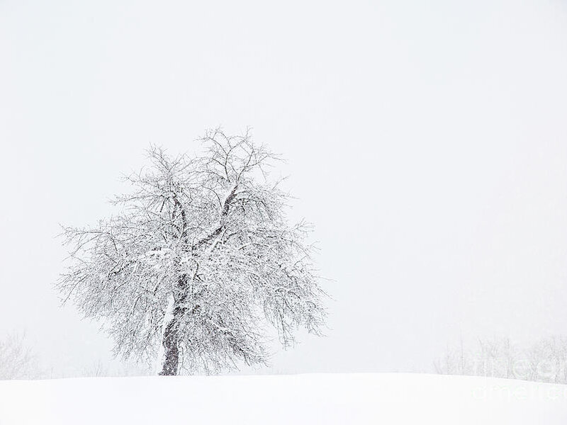 Standing Strong Apple Tree in a Blizzard 