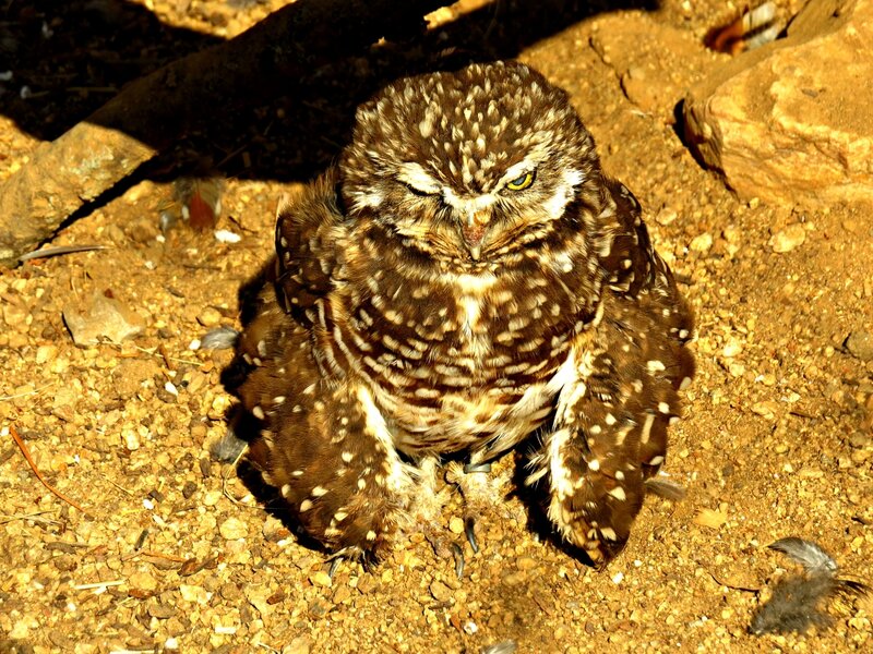 Burrowing Owl