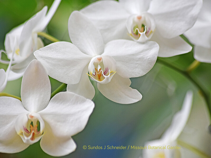 White Orchids - Phalaenopsis Aphrodite 'Motes', by Sundos J. Schneider