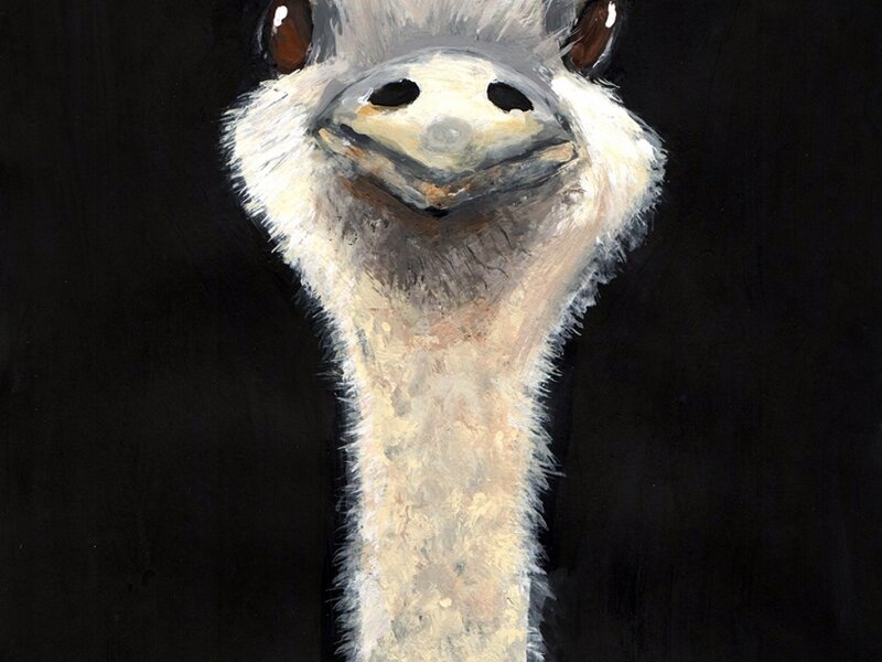 An ostrich