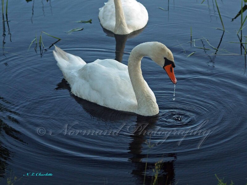 Swan