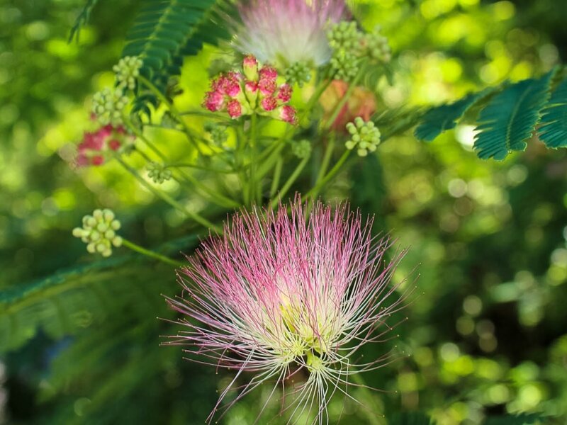 Park Bloom #1
