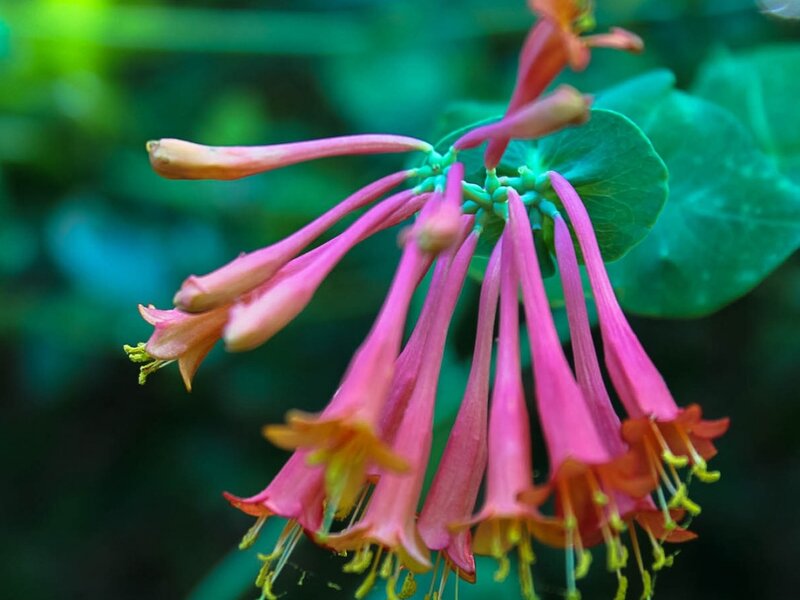 Park Bloom #2
