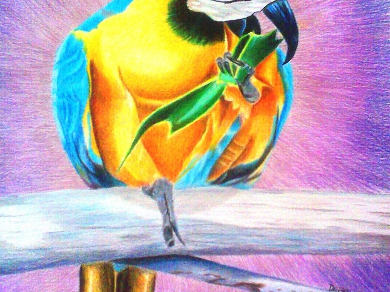 Brenda's Parrot