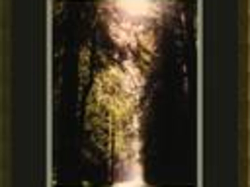 Path through the redwoods