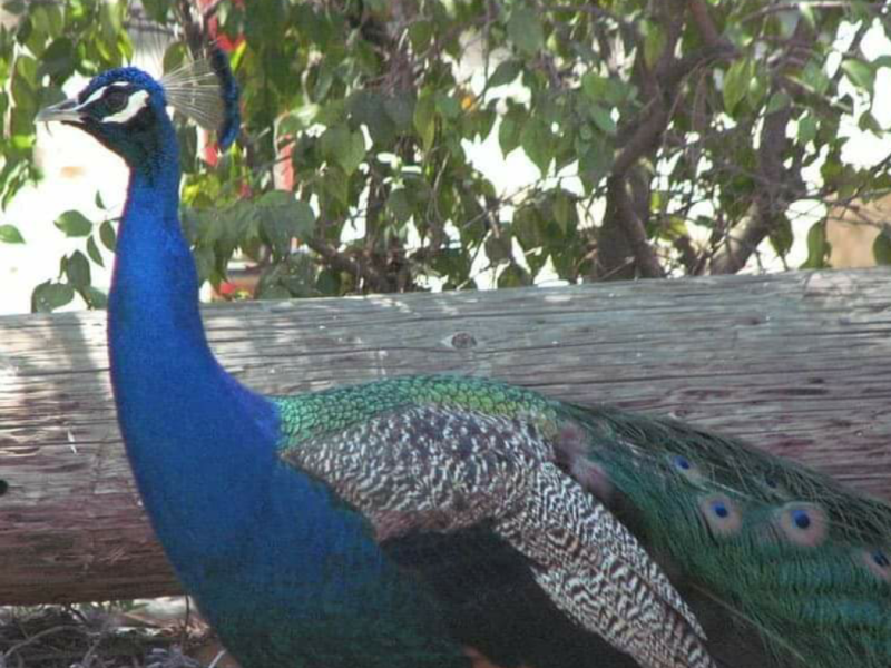 Peacock at KOA Santa Paula-1