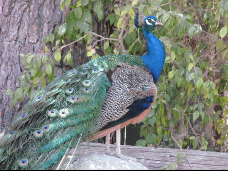 Peacock at KOA Santa Paula