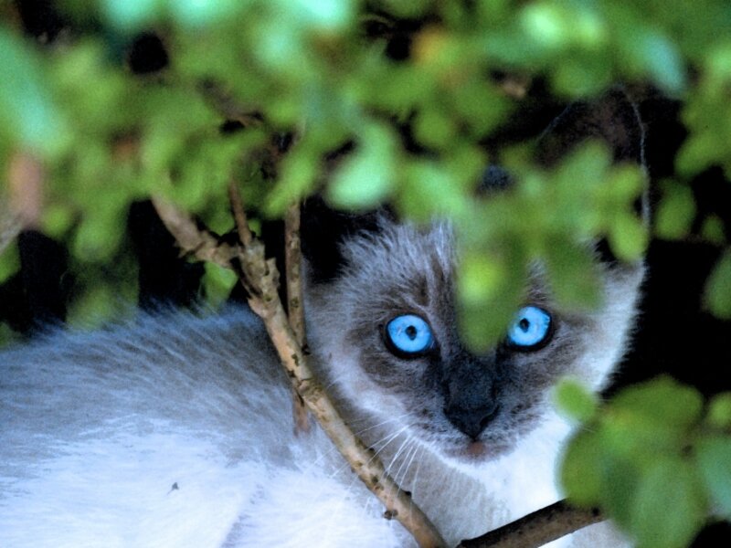 Peeking Feline