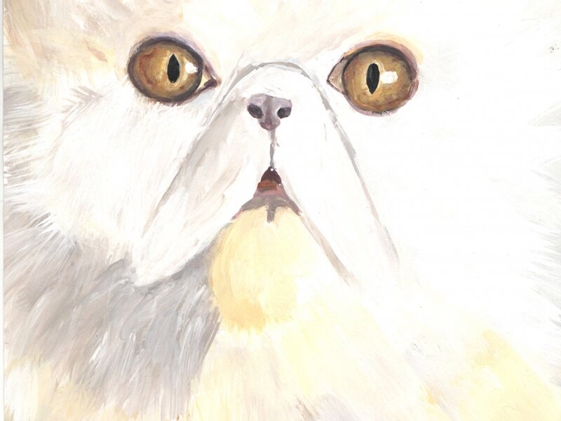 A persian cat