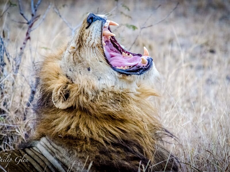 Lion Roaring