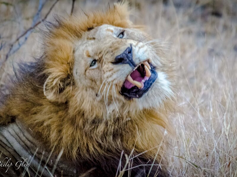 South Africa, Lion