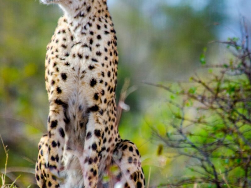 Leopard Pose