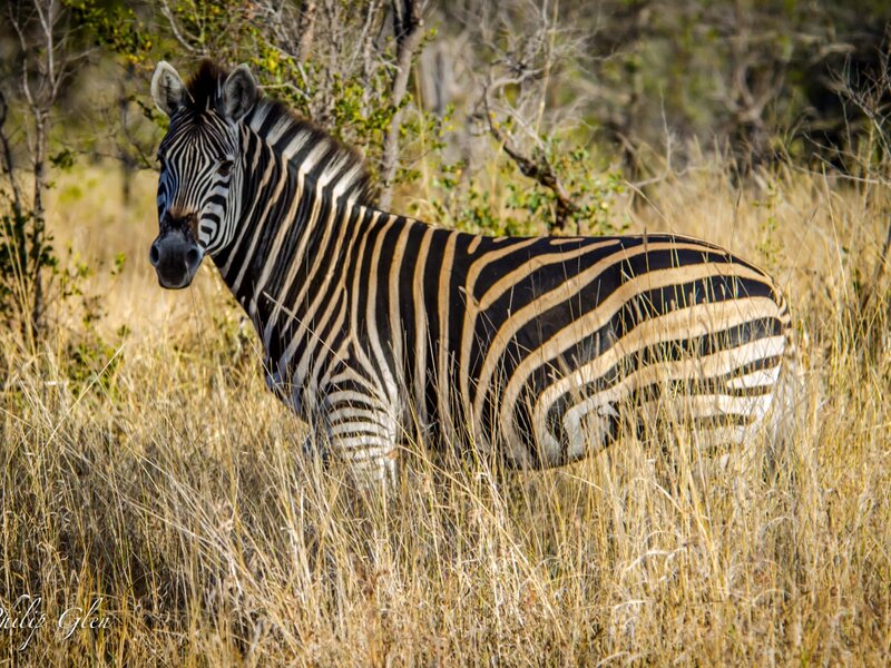 Zebra