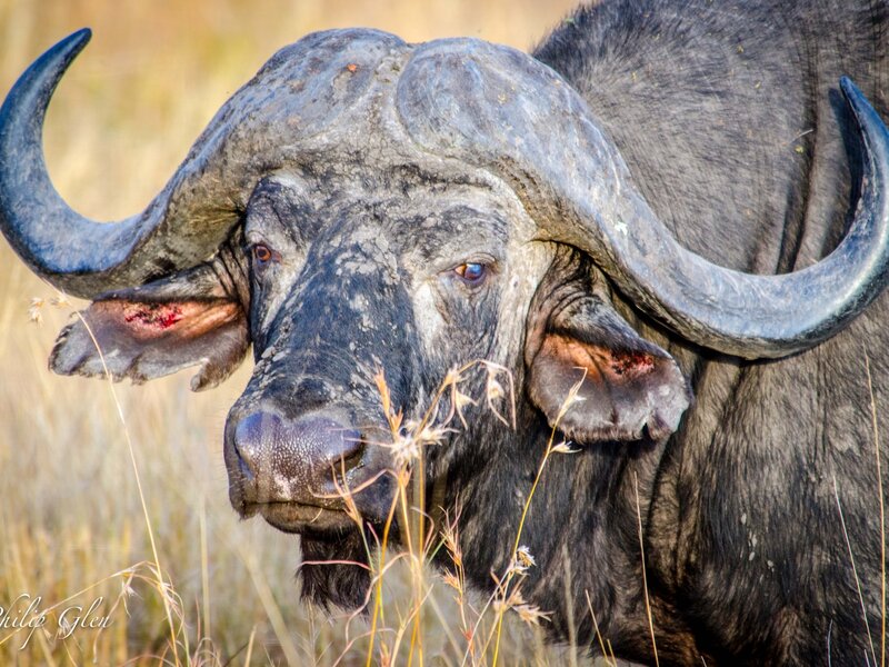 African Wildebeest