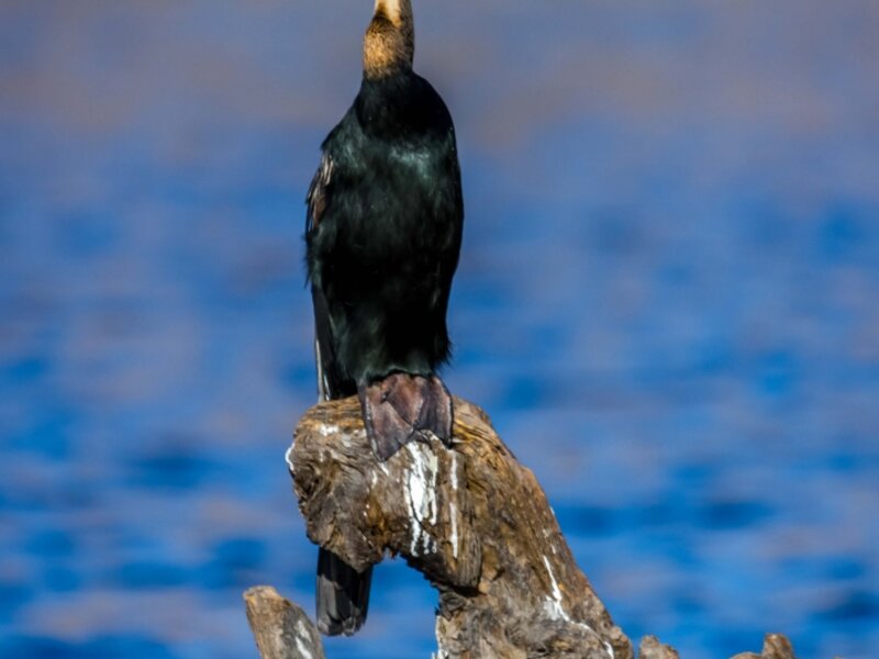 South African Bird