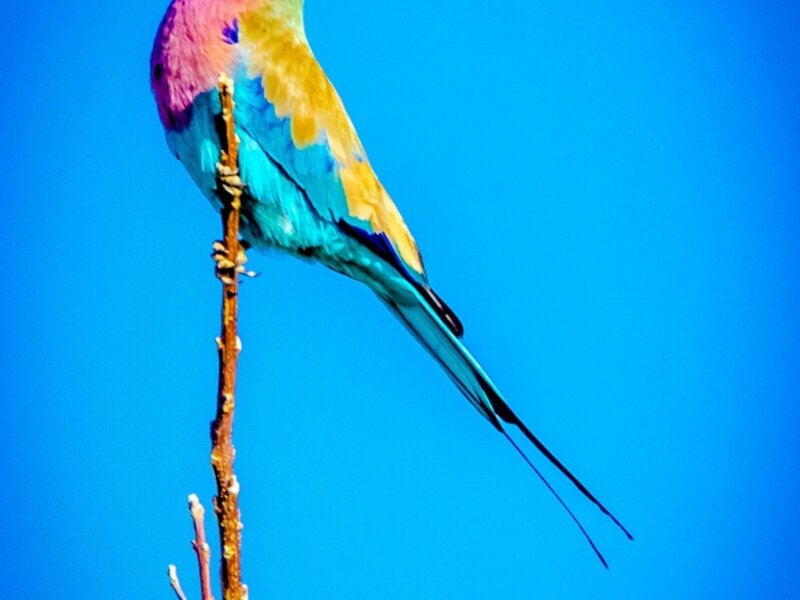 Lilac-Breasted Roller Bird