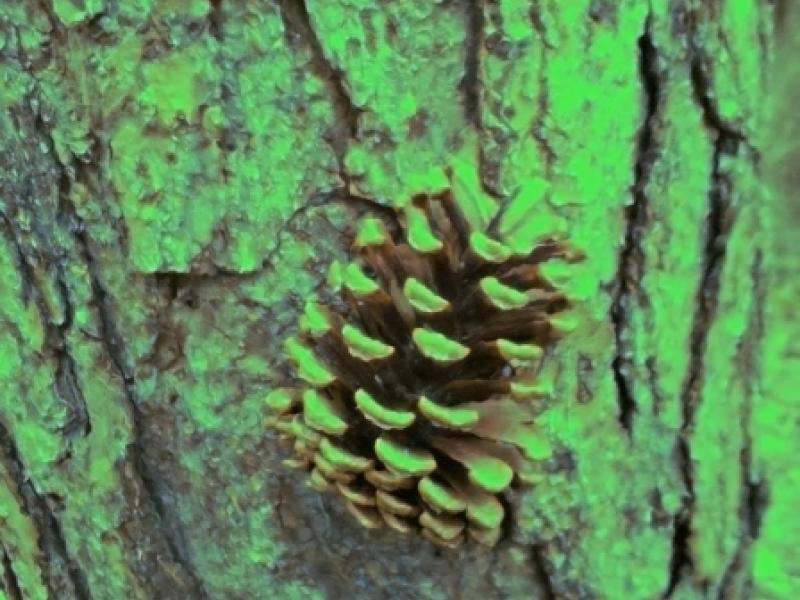 Green Glow Pine Cone