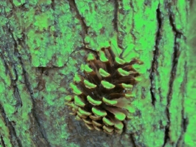 Green Glow Pine Cone