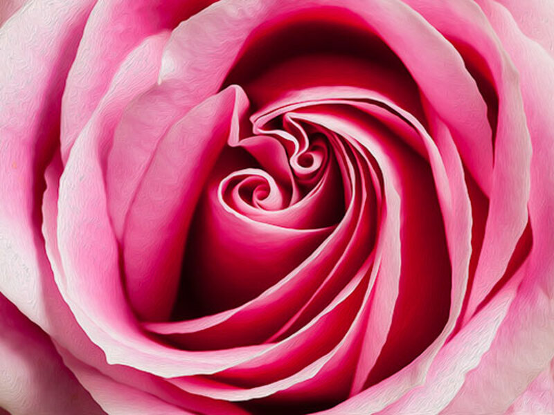 Pink Rose