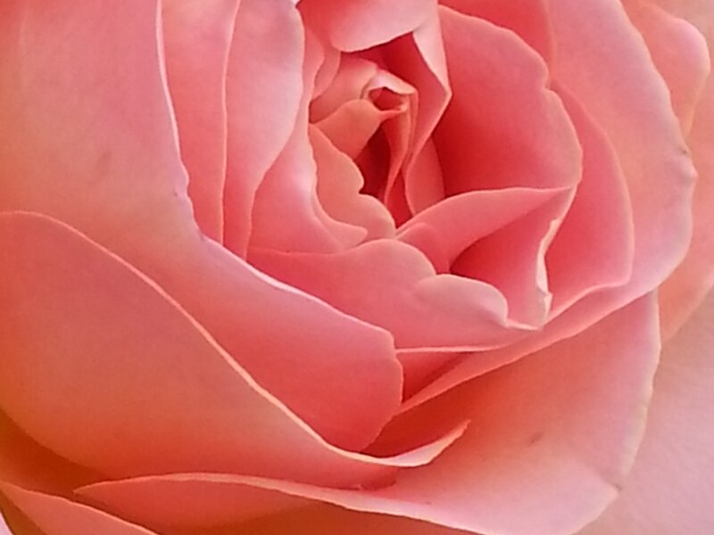 Pink Rose