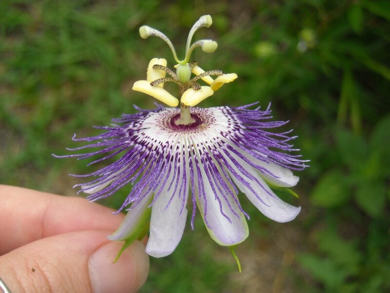 bloom unique