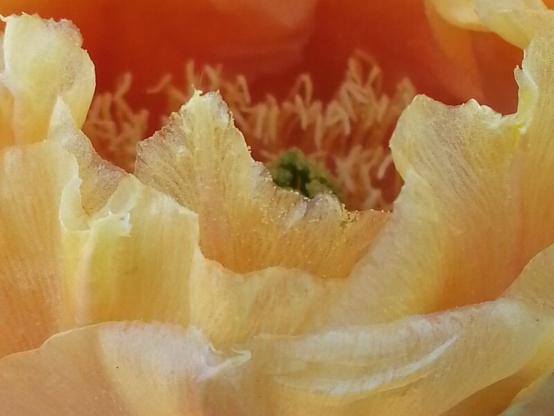Prickly Pear Flower