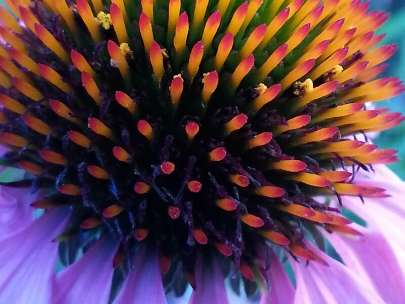 Purple Cone Flower