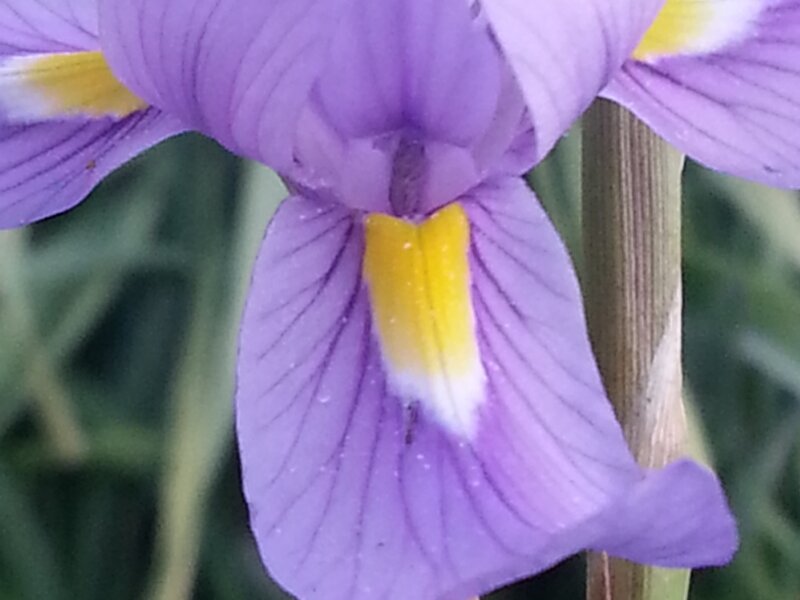 Iris