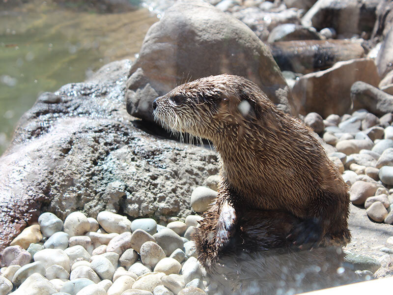 River Otter