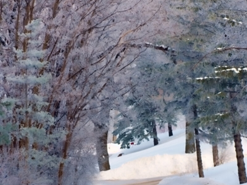 The Road Home