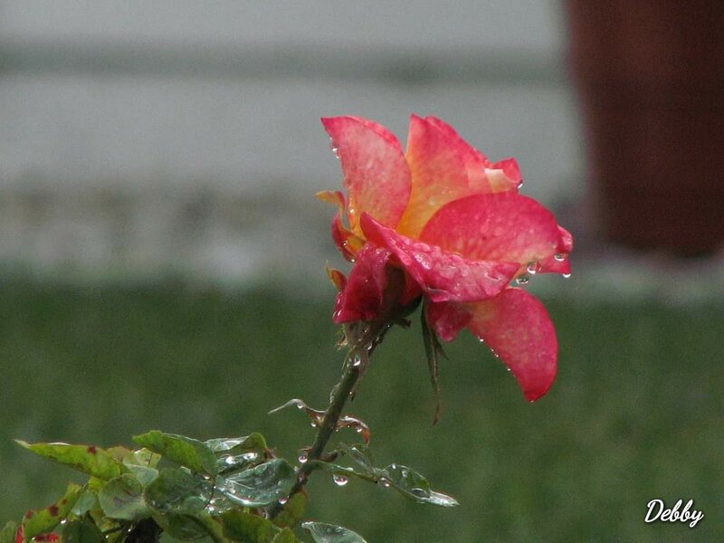 Santa Paula - Rose