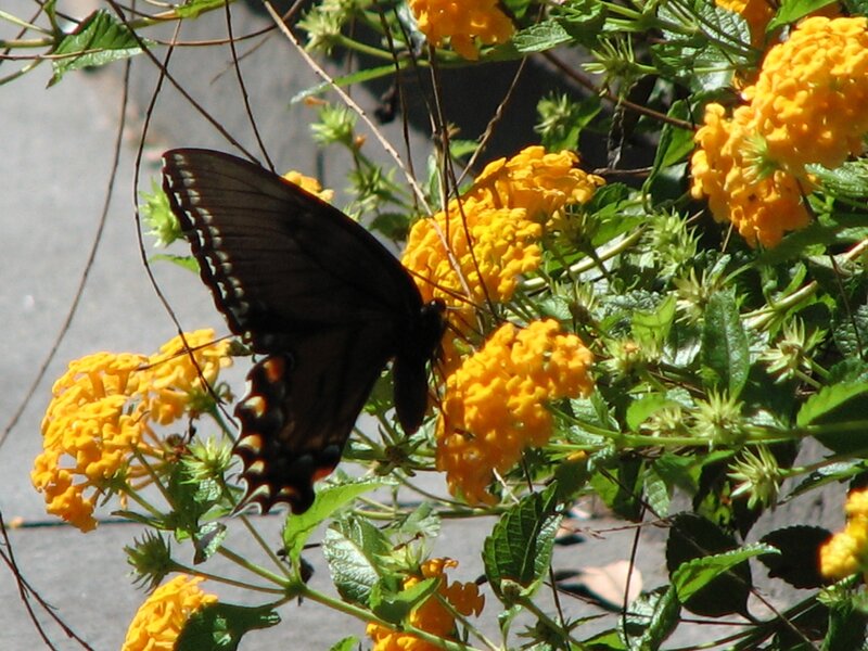 Black Butterfly
