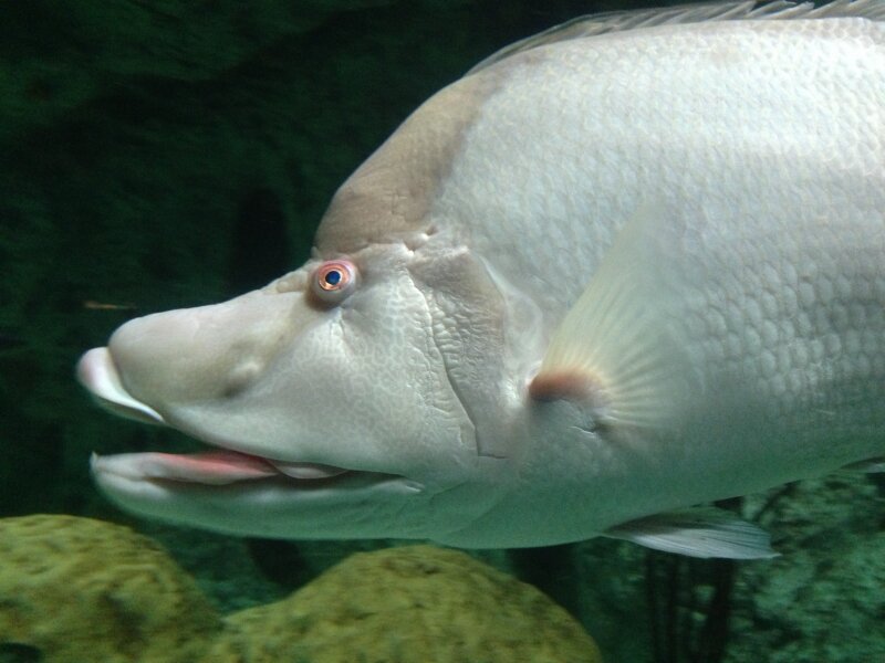 Sea Fish Up Close