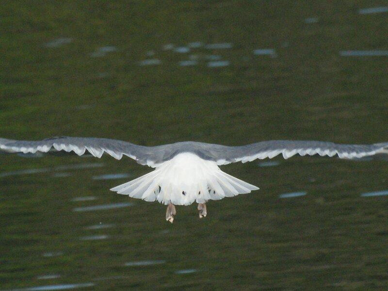 Seagull 1