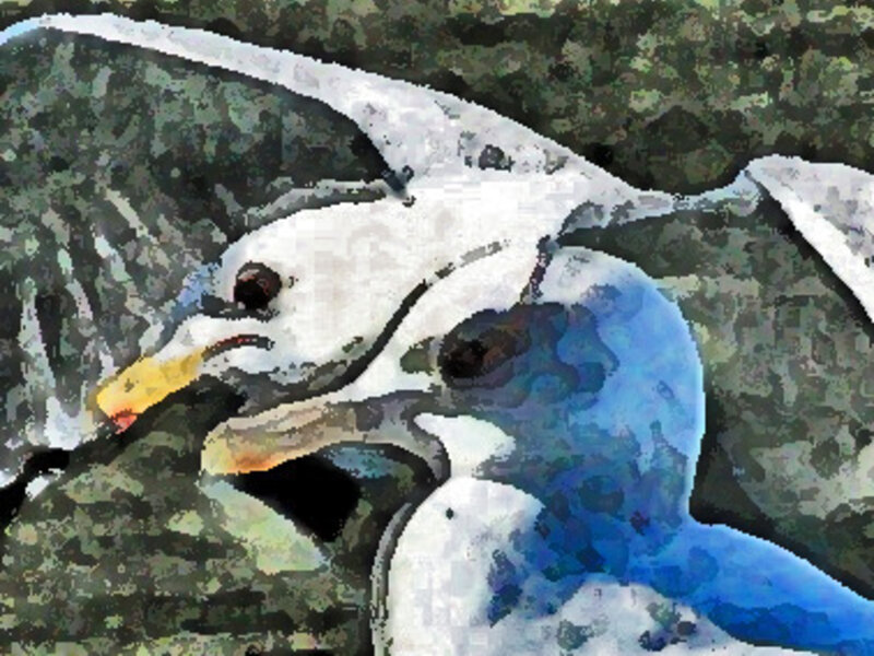 Gulls