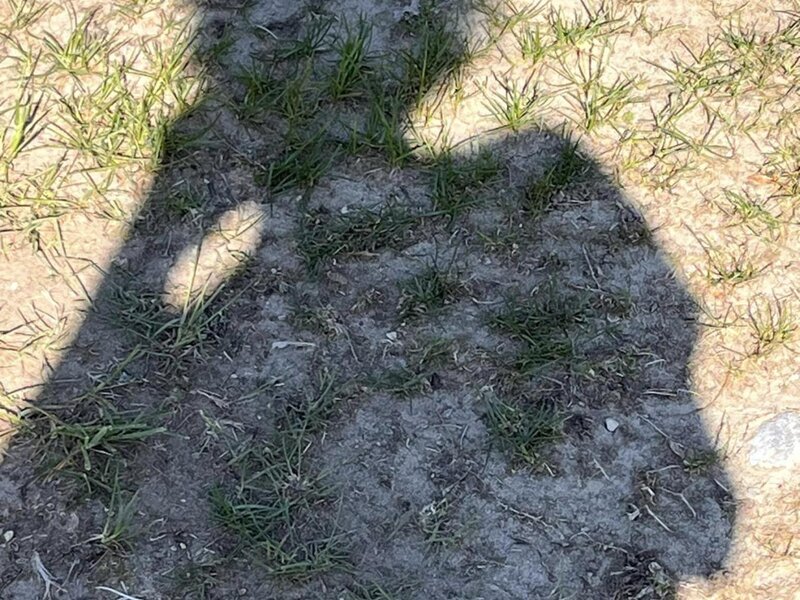 shadow of a person on the bare grass