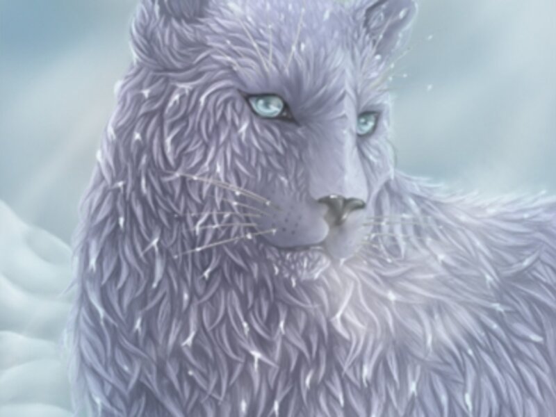 Snow Cat 