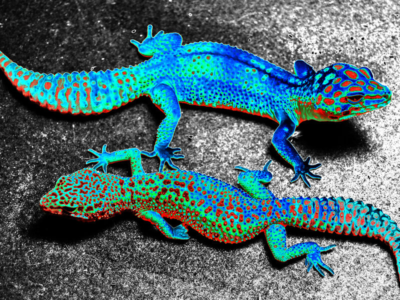 leopard geckos' solarized 