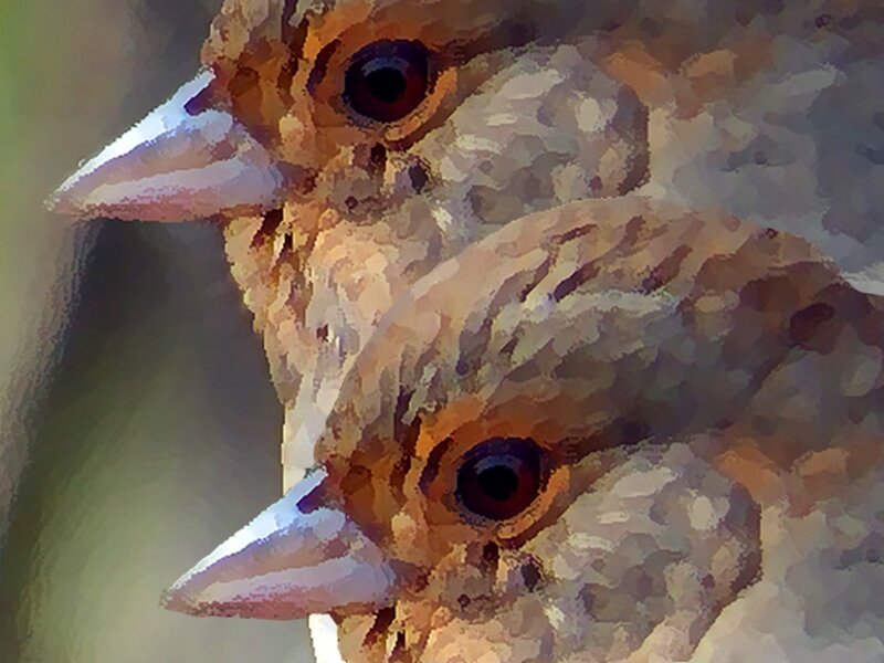 SPARROWS
