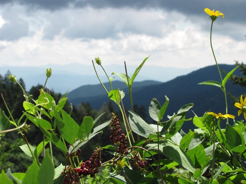 Mountain Wildflowers