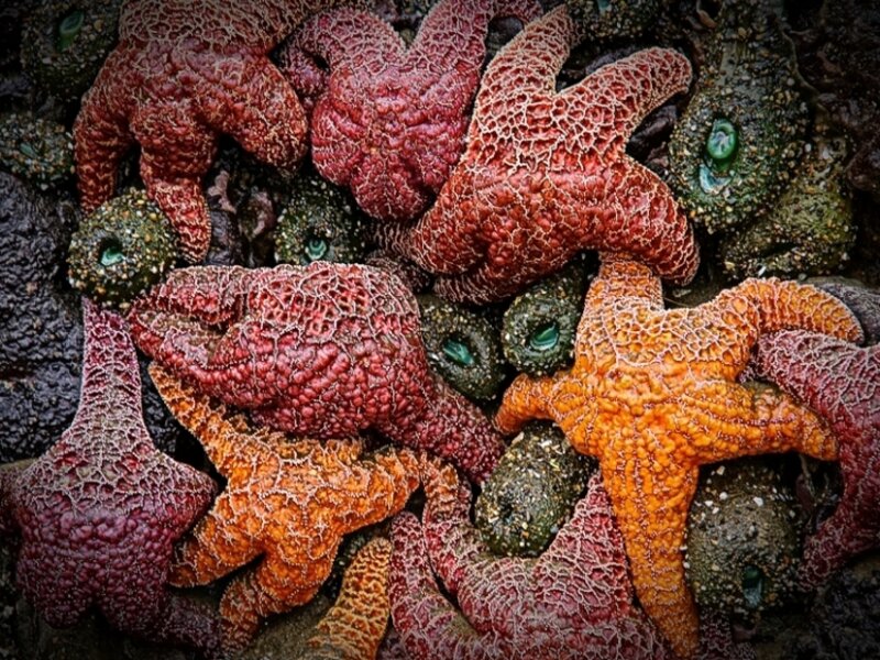 Starfish