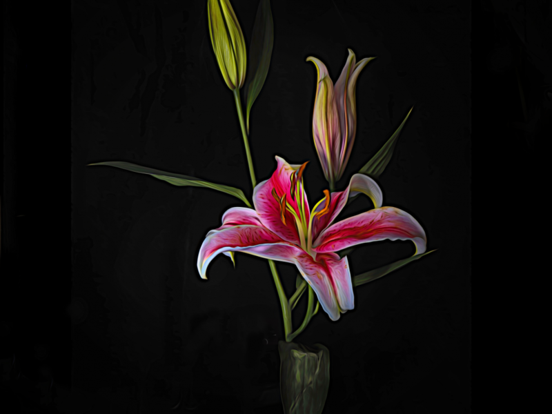 Stargazer Lily