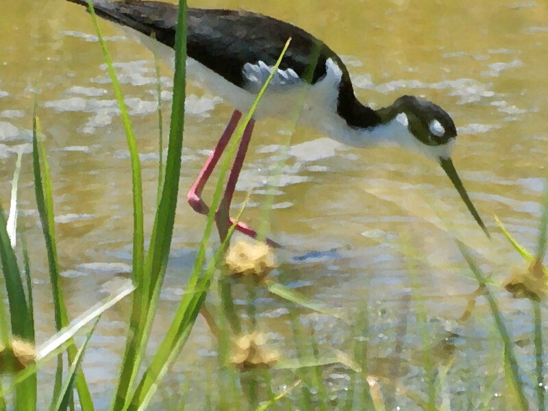 Black Necked Stilt 2