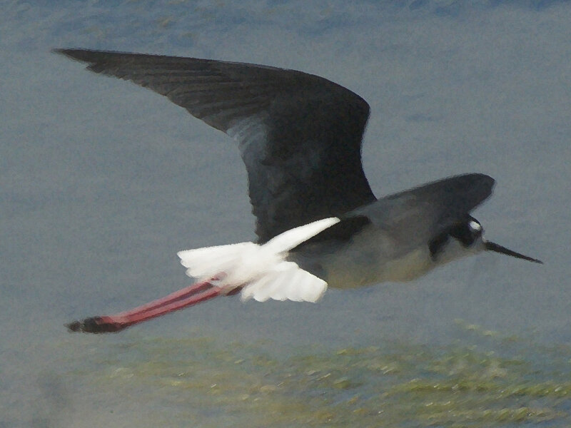 Black Necked Stilt 3